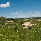 Azione mette radici nel Roero: nasce il nuovo Circolo territoriale tra identità e innovazione, a guidarlo sarà Roberto Faccenda